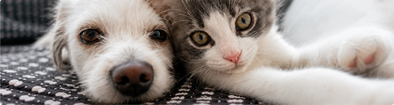 Dog and cat together