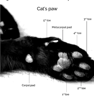 Cat paw diagram
