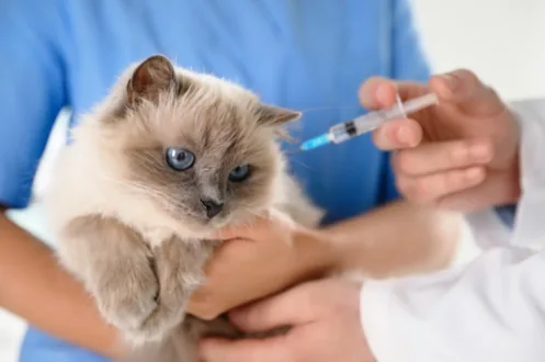 Cat vaccination