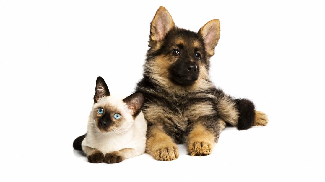 Dog and cat care planner preview