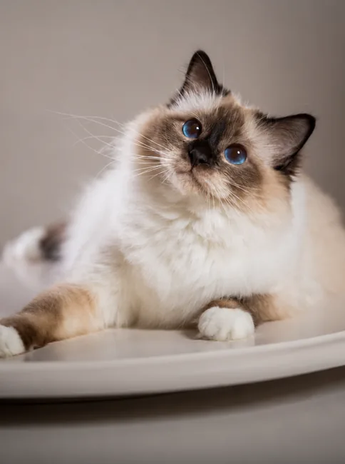 Ragdoll cat
