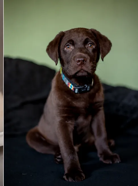 Chocolate puppy