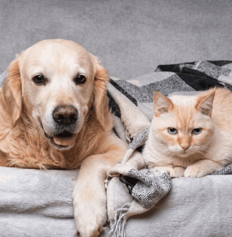 Dog and cat resting together