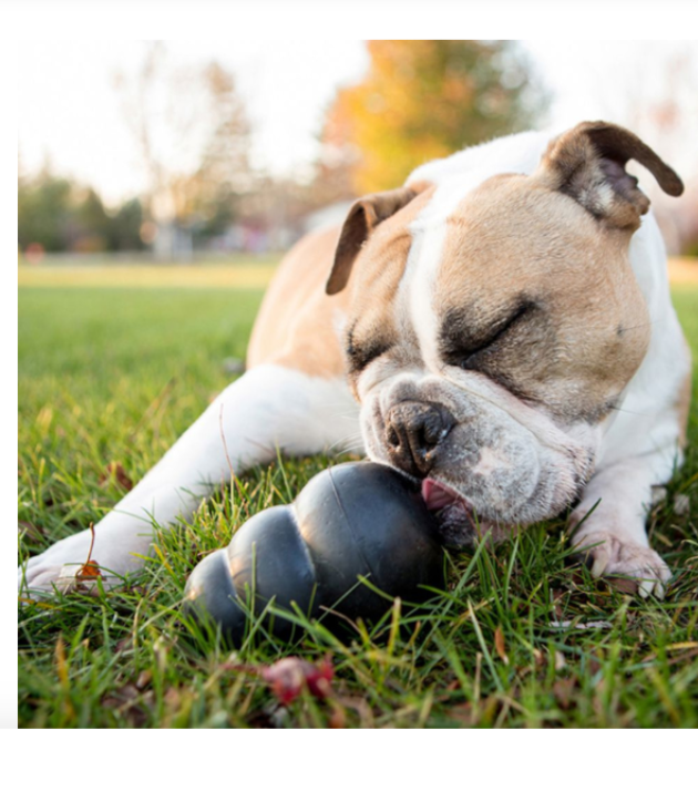 Dog with KONG Extreme chew toy