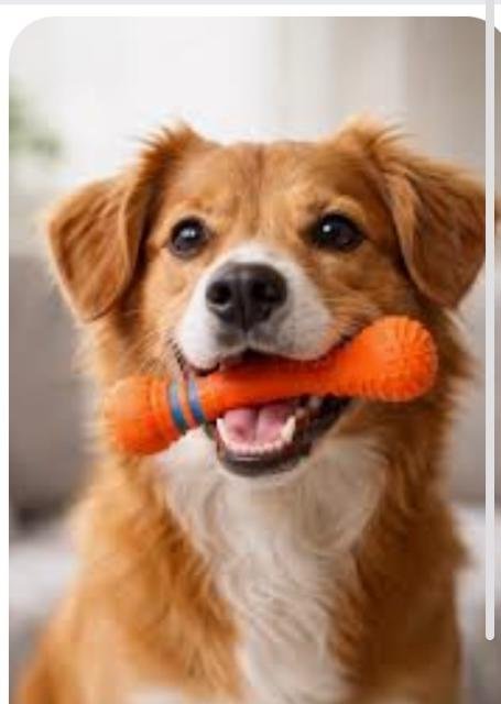 Dog with West Paw chew toy