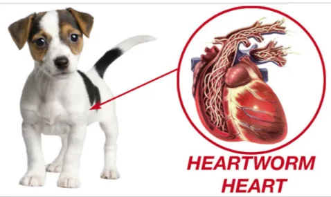 Dog heartworm