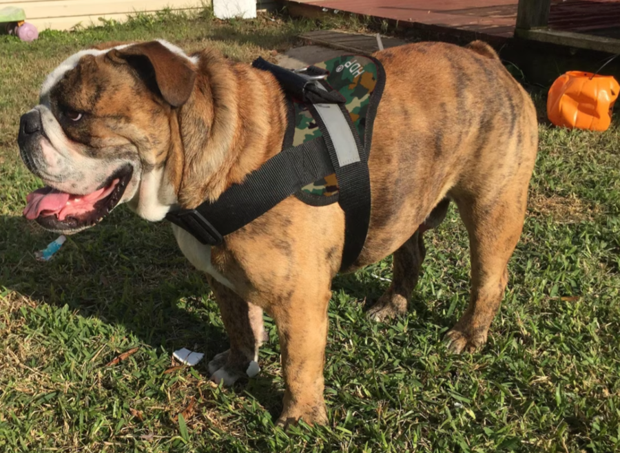 HDP Big Dog No Pull Harness for large dogs