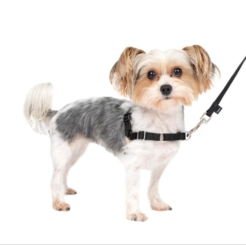 PetSafe Easy Walk dog harness for small dogs